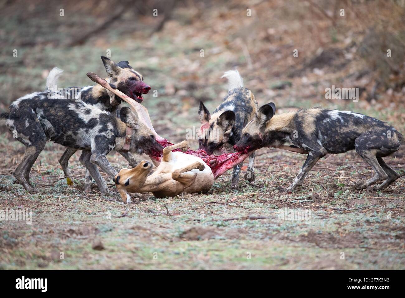 Die wilden Hunde zerrissen das hintere Ende des Impalas zu Fetzen, während es noch lebte. SOUTH LUANGWA NATIONAL PARK, NAMIBIA: SEHEN SIE SICH den brutalen Moment a Pack o an Stockfoto