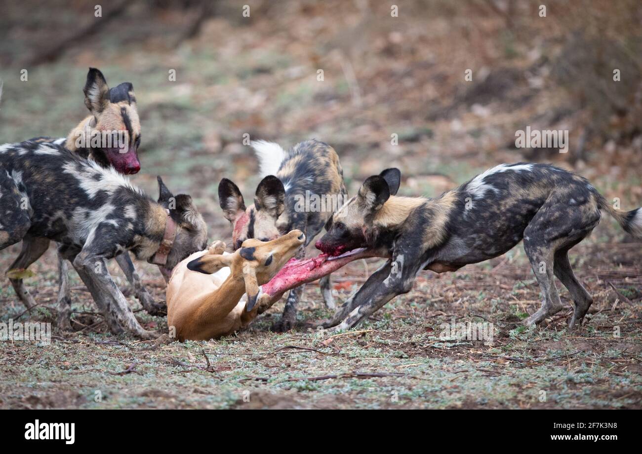 Die wilden Hunde begannen mit der weichen Haut auf der Rückseite der Hinterbeine des Impalas. SOUTH LUANGWA NATIONAL PARK, NAMIBIA: BEOBACHTEN Sie den brutalen Moment einer Packung Stockfoto