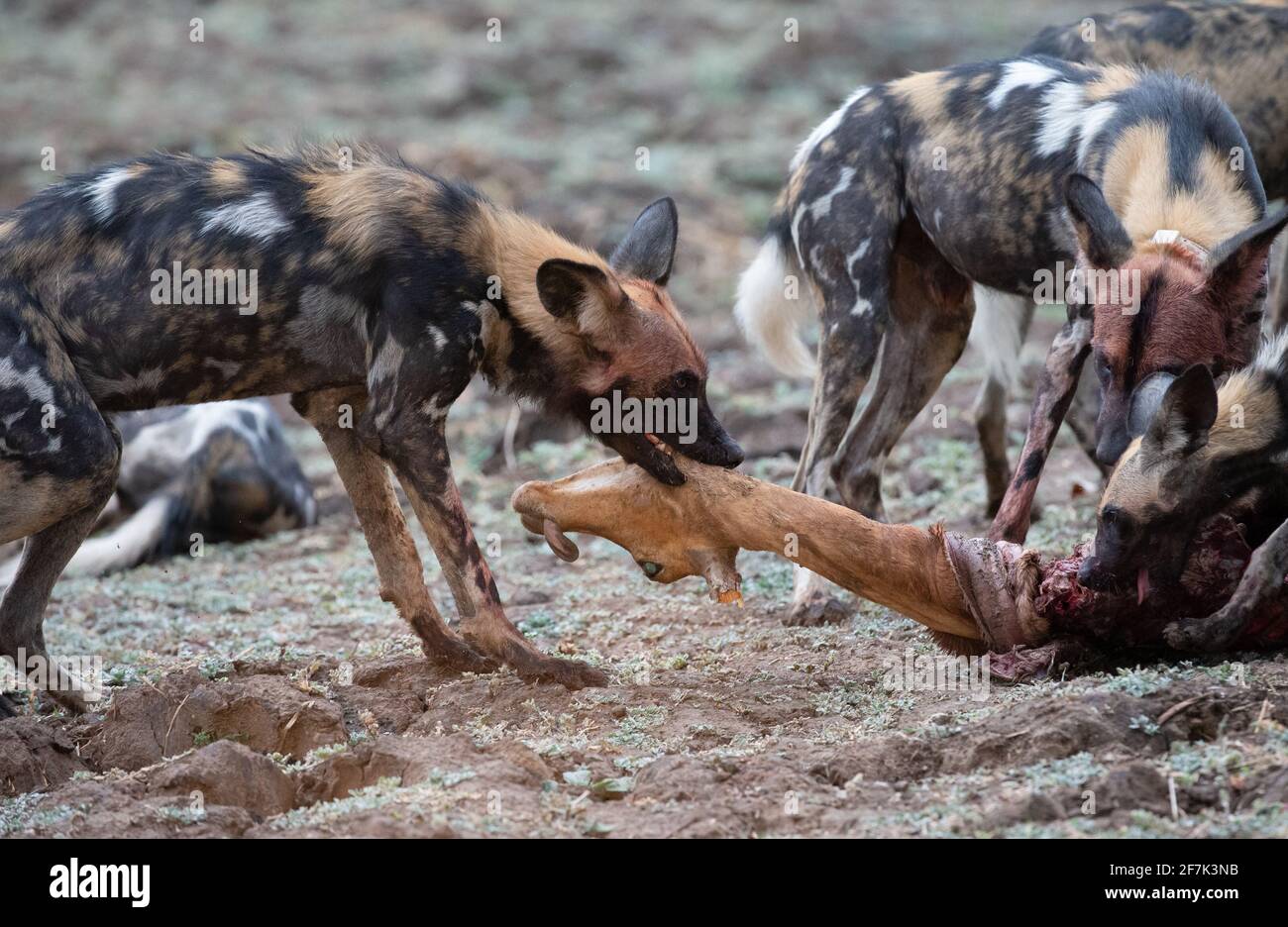 Die wilden Hunde rissen das Impala in Fetzen - eine Technik, mit der sie größere Beute abwerfen können. SOUTH LUANGWA NATIONAL PARK, NAMIBIA: BEOBACHTEN SIE DIE BRUTA Stockfoto