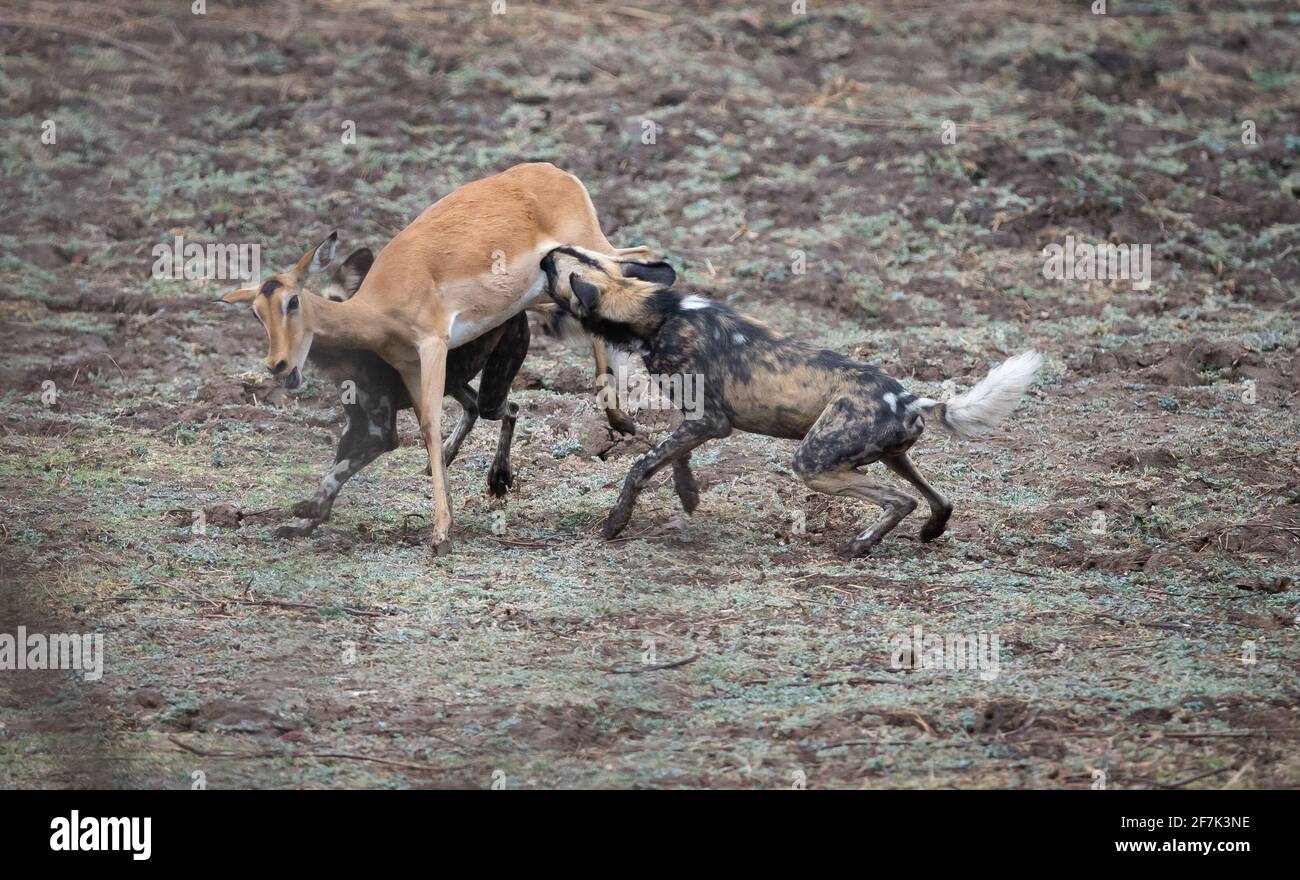 Zwei wilde Hunde rammten an den Hinterbeinen des Impalas fest, bevor der Rest des Rudes sich ihnen anschloss. SOUTH LUANGWA NATIONAL PARK, NAMIBIA: BEOBACHTEN SIE DIE brutale Mutter Stockfoto
