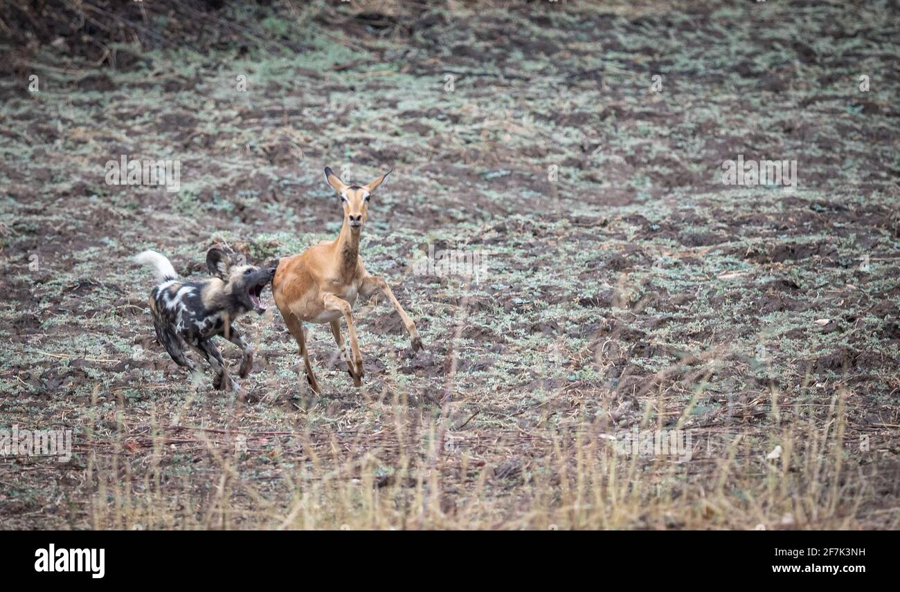 Das Impala versuchte wegzulaufen, wurde aber aufgrund der Tatsache verlangsamt, dass es schwanger war. SOUTH LUANGWA NATIONAL PARK, NAMIBIA: BEOBACHTEN Sie den brutalen Moment A Stockfoto