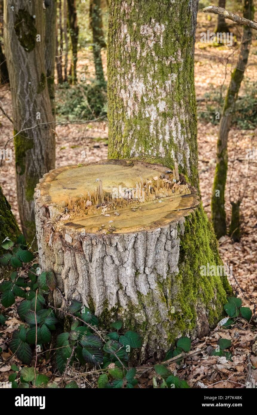 Baumstumpf mit sichtbarem Querschnitt und scharfen spitzen Splittern schneiden Im Wald Stockfoto