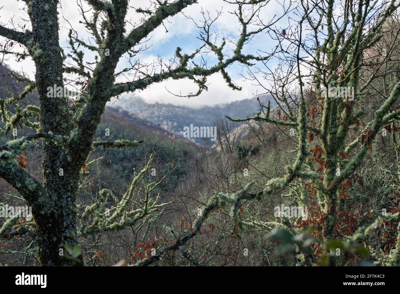 Landschaftlich schöner Blick auf den Wald entlang des jakobswegs Stockfoto