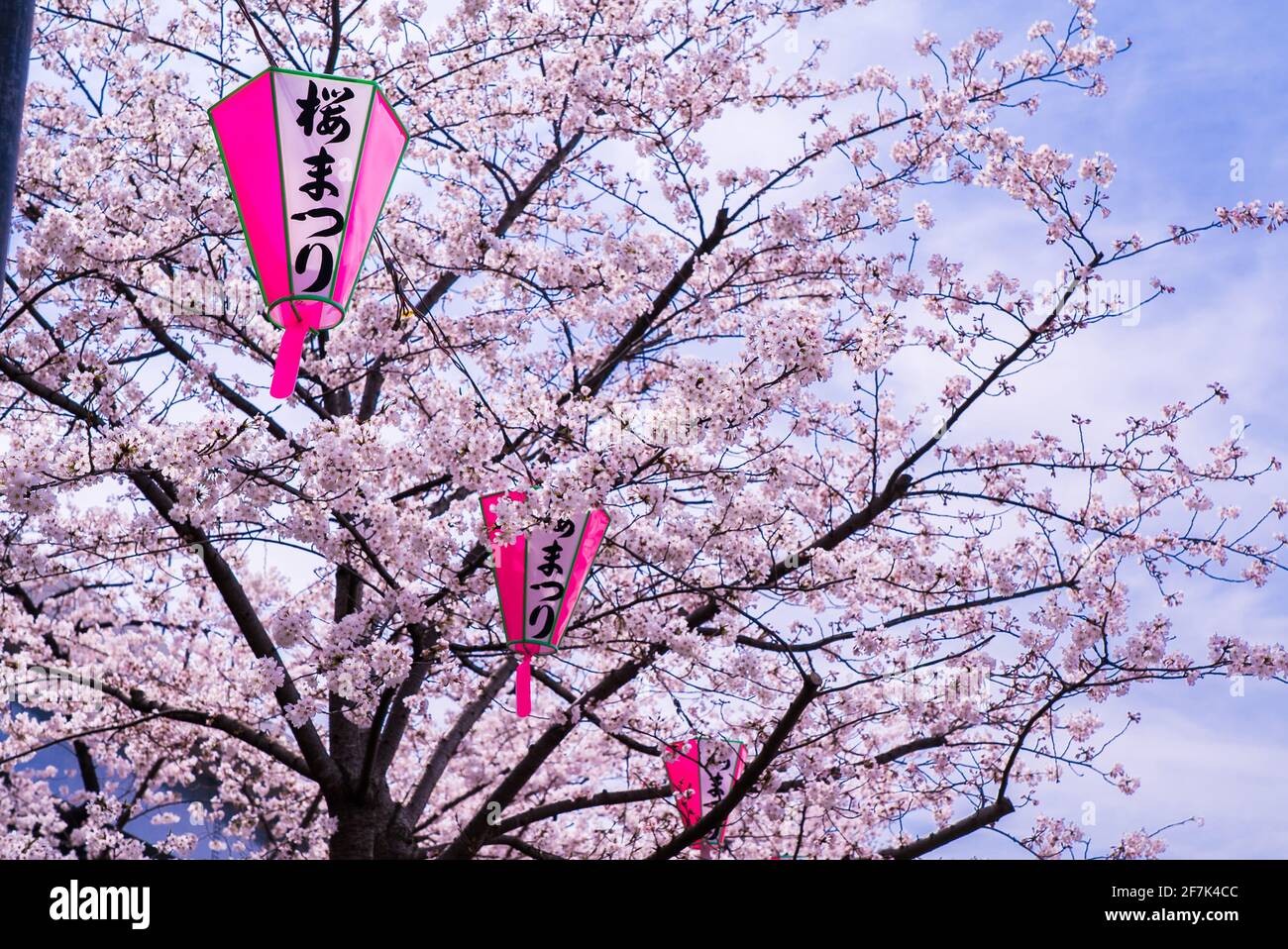 Japanische Sakura- und Kirschblütenbäume in voller Blüte. Schöne pinke Windlichter mit blauem Himmel. Sakura-Saison, Japan Stockfoto