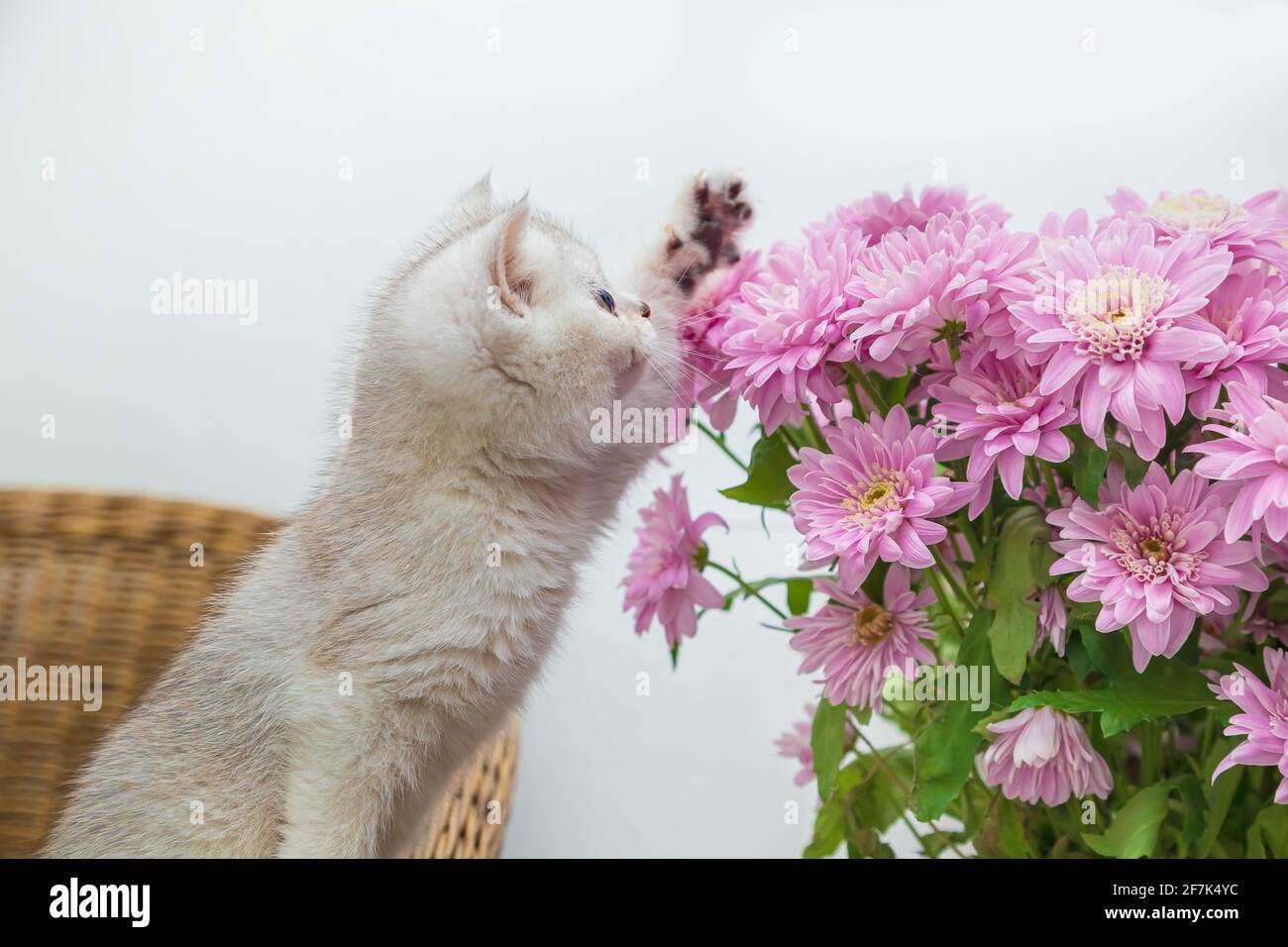 Süßes weißes britisches Kätzchen mit einem Strauß Chrysanthemen. Heller Hintergrund, Kopierbereich. Stockfoto