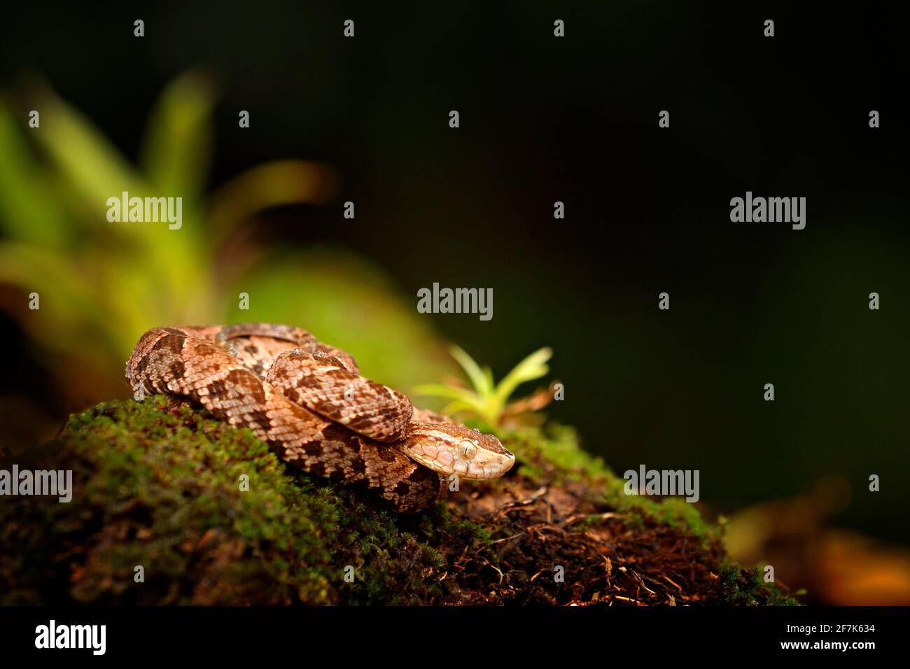 Fer-de-Lanze in Naturlebensraum. Gewöhnlicher Lanzenkopf, Botrops atrox, im tropischen Wald. Giftschlange im dunklen Dschungel. Detail einer seltenen Schlange aus Costa Stockfoto