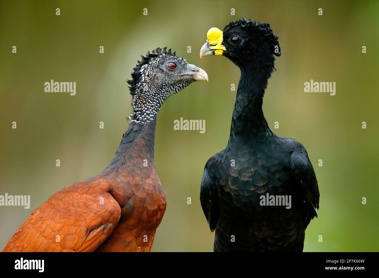 Große Curassow, Crax rubra, große schwarze Vögel mit gelben Schnabel in der Natur Lebensraum, Costa Rica. Paar Vögel, männlich und weiblich. Wildlife-Szene aus tr Stockfoto