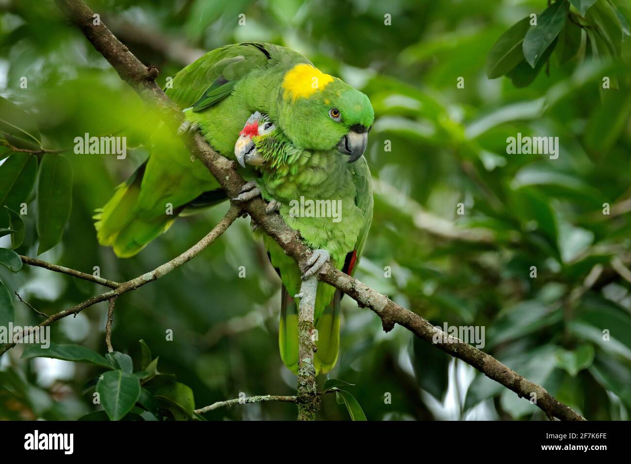 Liebe, zwei verschiedene Arten. Rotfärbiger Papagei, Amazona autumnalis, Porträt eines hellgrünen Papageien mit rotem Kopf, Costa Rica. Wildlife-Szene aus Tropi Stockfoto