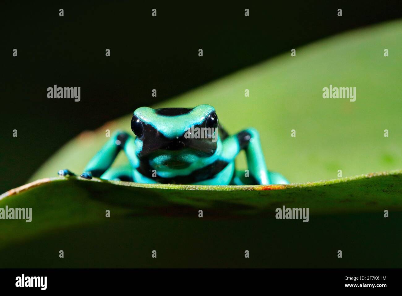 Grün Schwarzer Dart Frosch, Dendrobates auratus, in Naturlebensraum. Schöner kunterfarbener Frosch aus dem tropischen Wald in Südamerika. Gift Amphibien Fr. Stockfoto