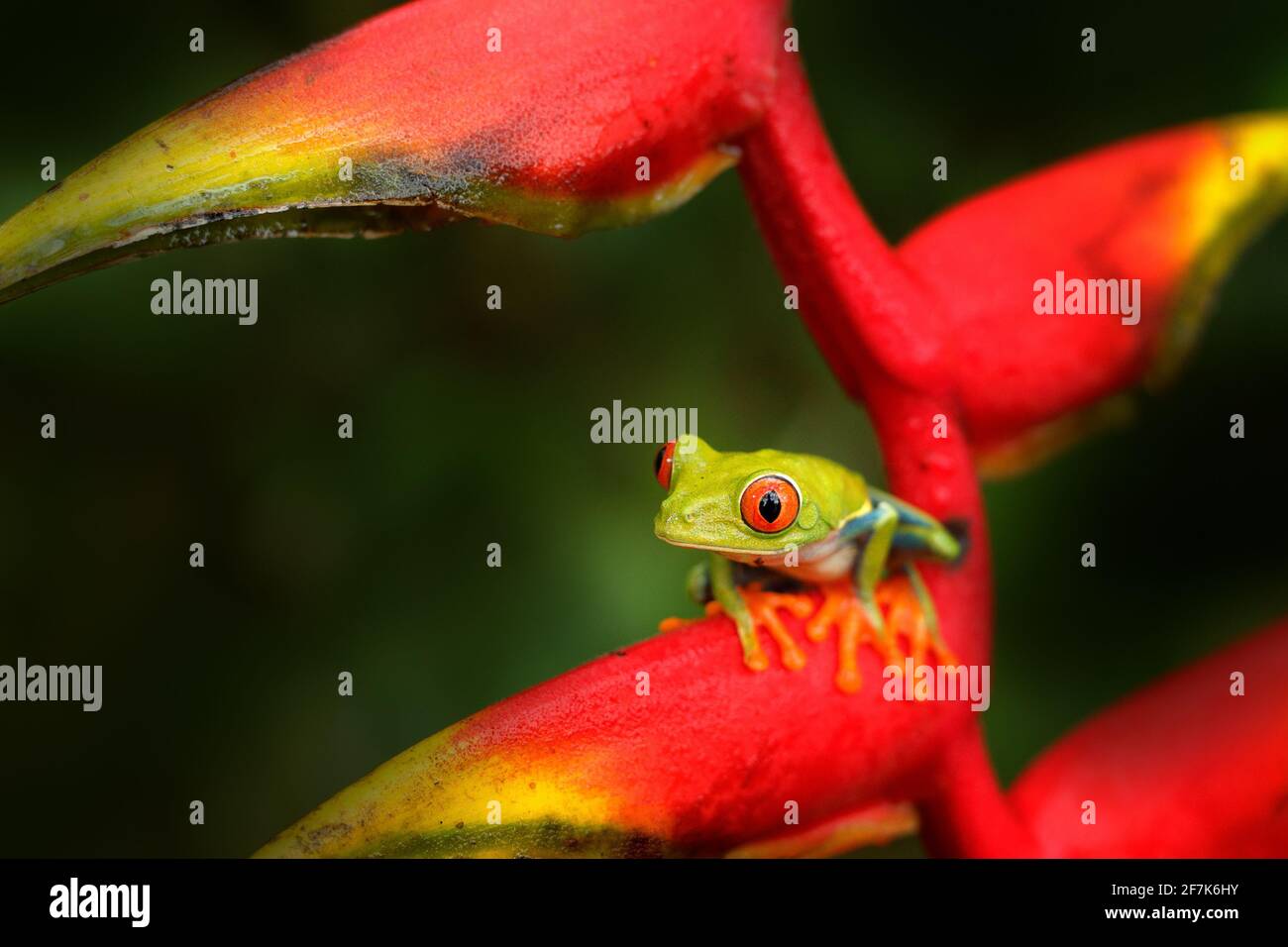 Schöne rote Blume mit seltenen Frosch mit roten Augen. Tierwelt Costa Rica. Stockfoto