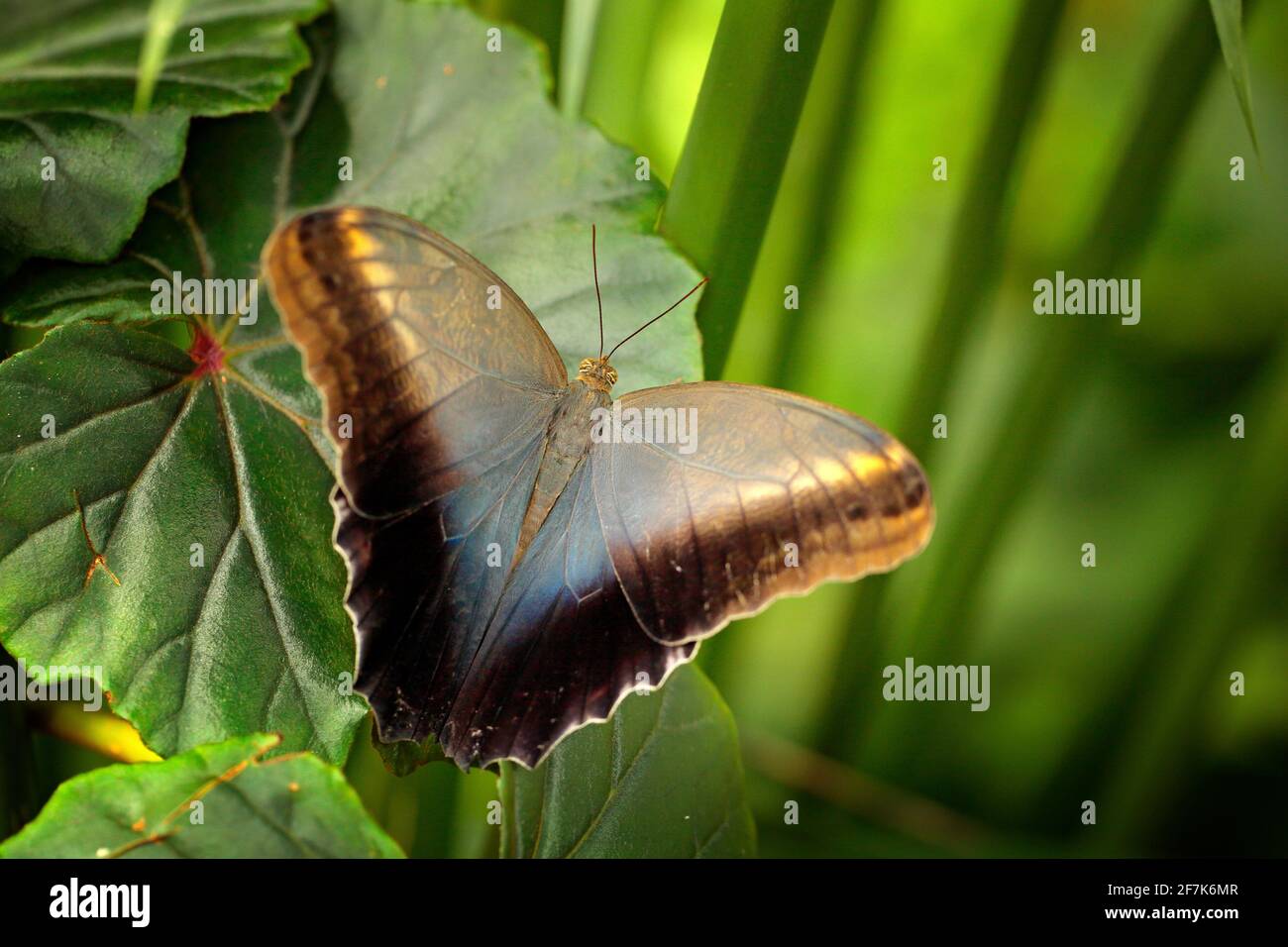 Schöner Schmetterling Blue Morpho, Morpho-Peleides, mit dunklem Wald, grüner Vegetation, Costa Rica. Insekt auf grünen Blättern im tropischen Wald. Stockfoto