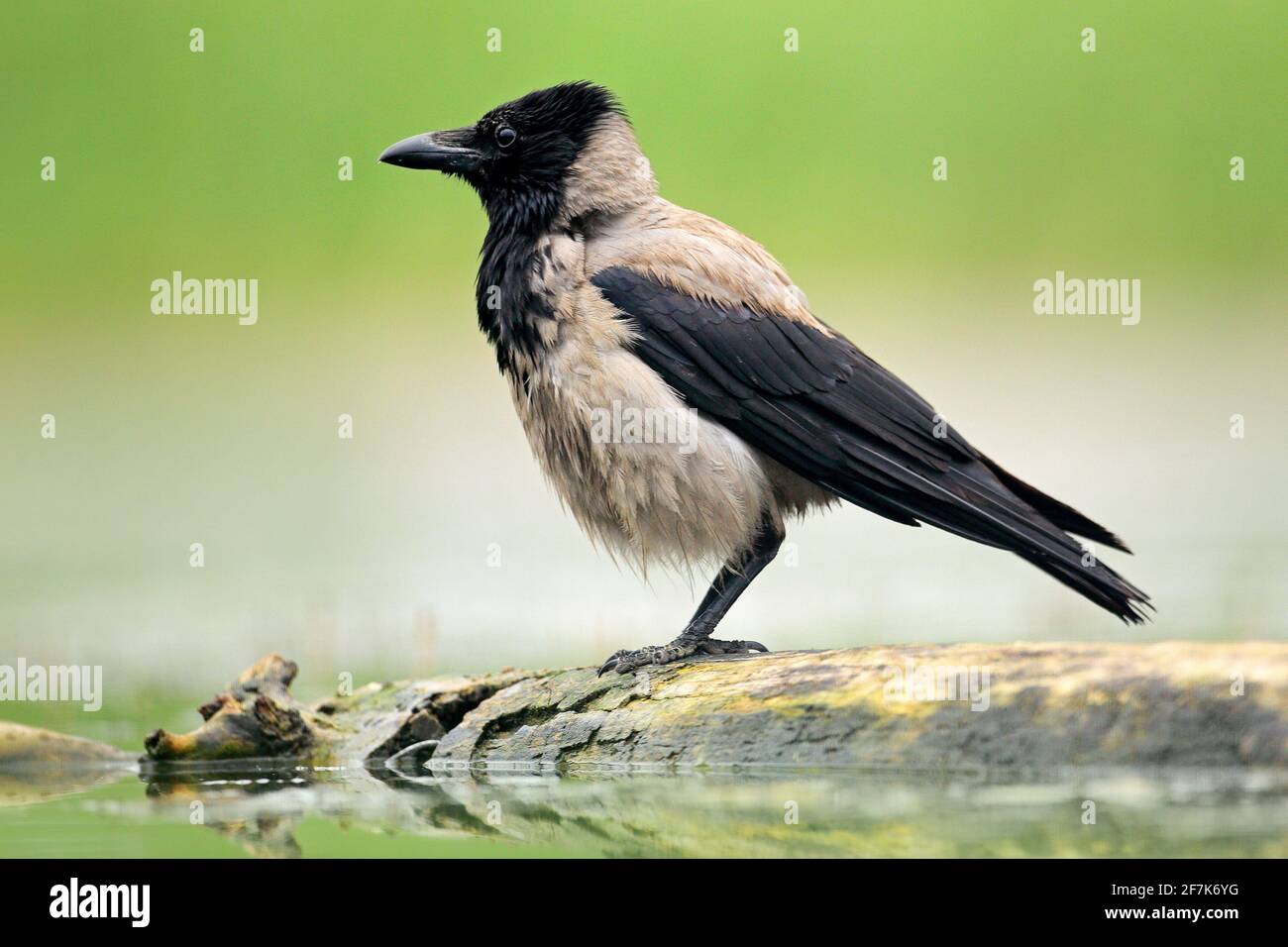 Krähe mit Kapuze, Corvus cornix, schwarzer und grauer Vogel im Naturlebensraum. Vogel, der im Wasser auf dem Baumstamm sitzt. Krähe aus Ungarn. Stockfoto
