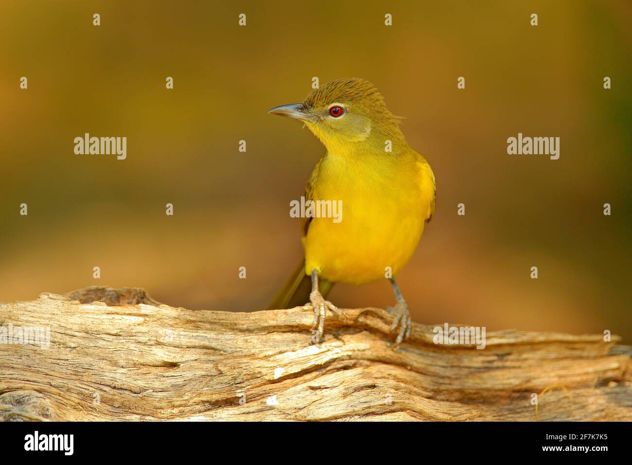 Gelbbauchiger Greenbul, Chlorocichla flaviventris, afrikanischer Singvögel, der auf dem alten Baumstamm sitzt, Naturlebensraum, Chobe National Park, Botswana, AF Stockfoto