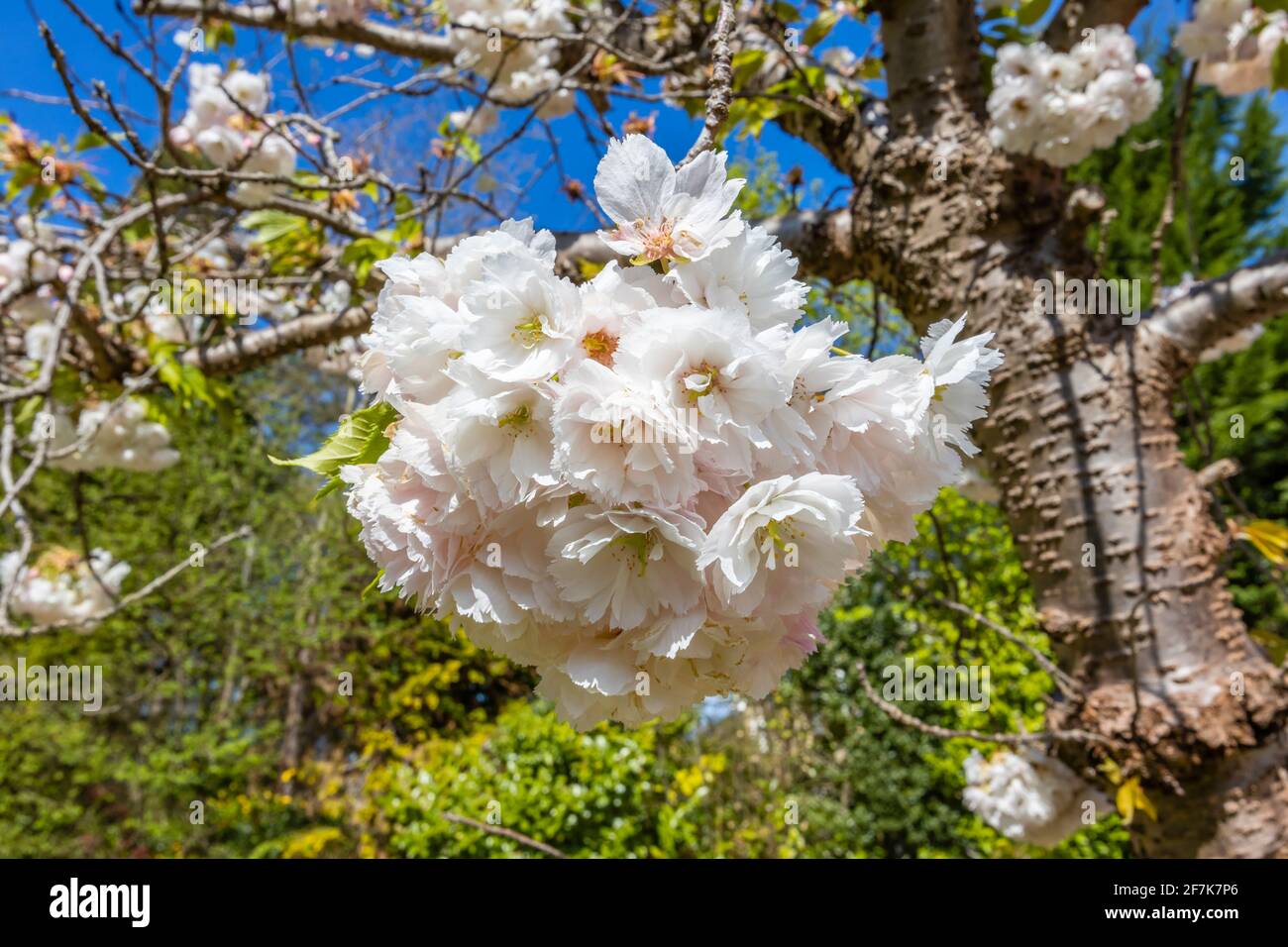 Nahaufnahme von dichten weißen hübschen Blütenblüten auf einem blühenden Zierkirschenbaum in einem Garten im Frühjahr in Surrey, Südostengland, Großbritannien Stockfoto