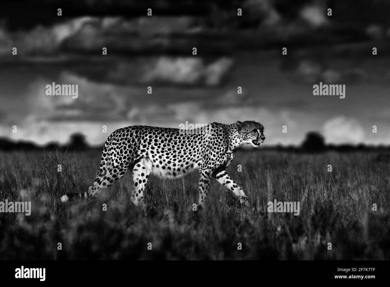 Gepard, Acinonyx jubatus, Wildkatze. Schnellstes Säugetier an Land, Botswana, Afrika. Gepard im Gras, dunkler Himmel mit Wolken. Gefleckte Wildkatze Stockfoto