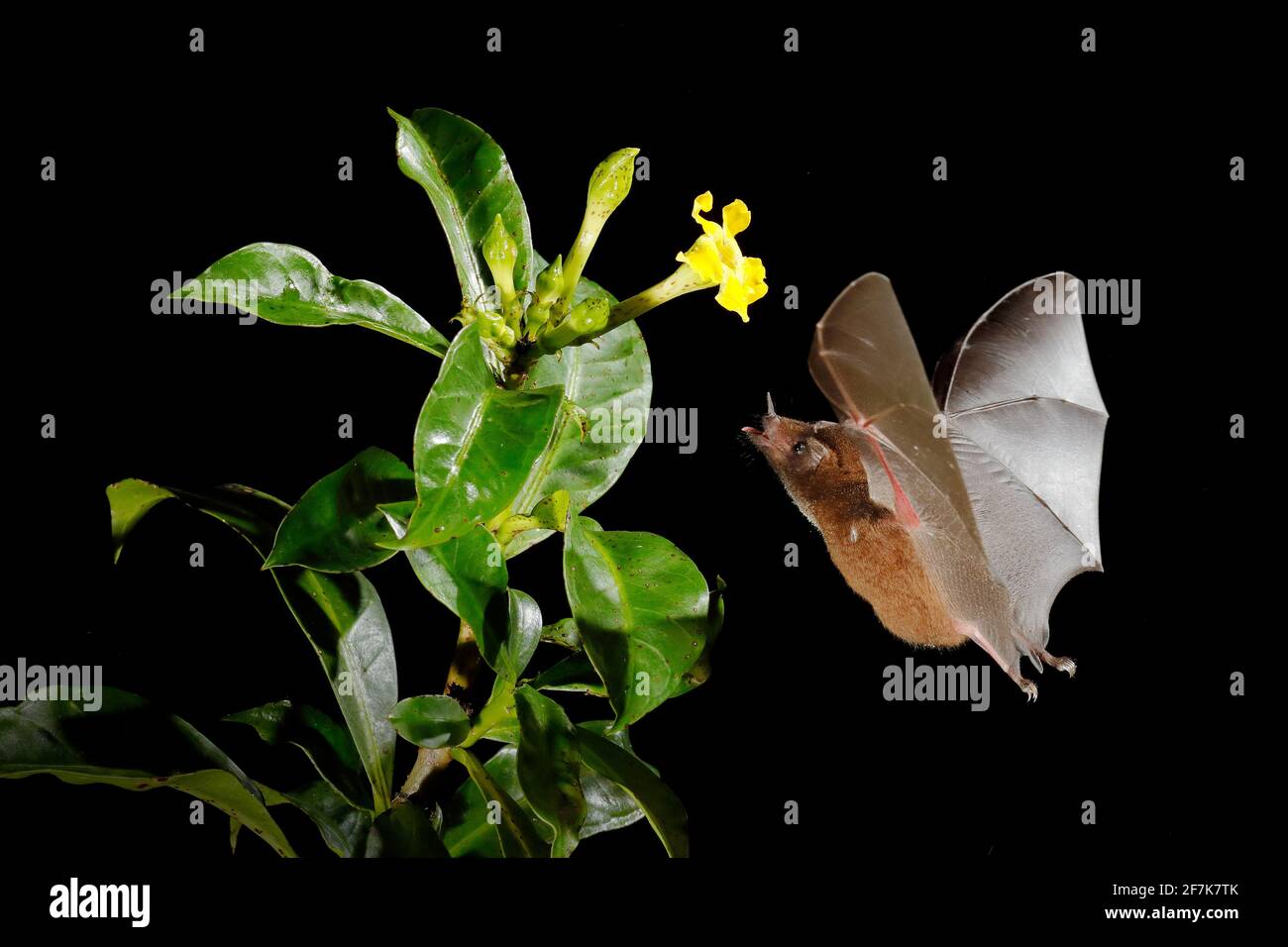 Orange Nektarfledermaus Lonchophylla Robusta Fliegende Fledermaus In Dunkler Nacht Nachttier Im Flug Mit Gelber Futterblume Action Szene Mit Wildtieren Aus Dem Trop Stockfotografie Alamy