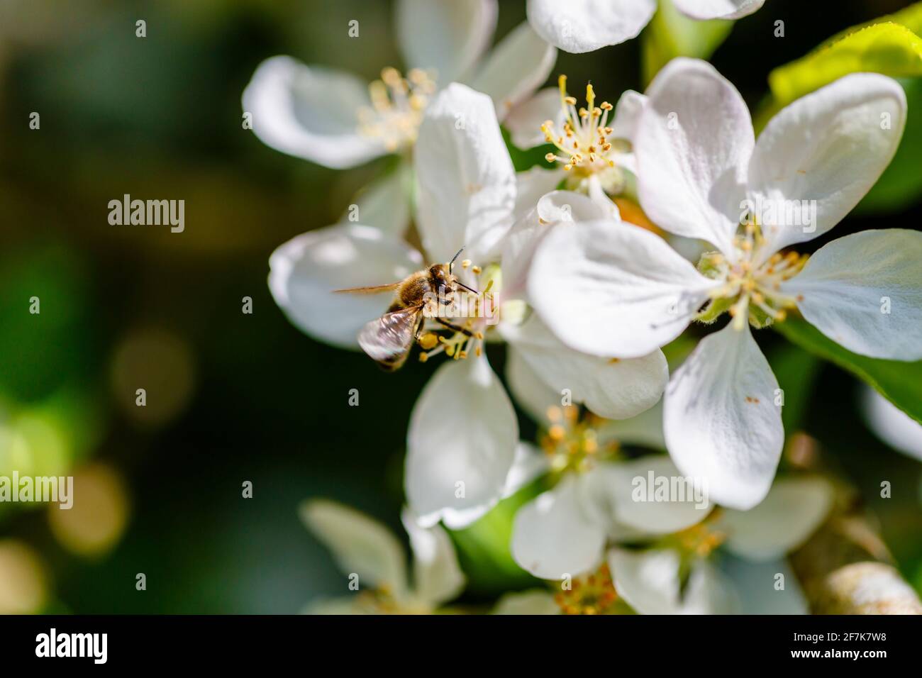 Eine Honigbiene, APIs mellifera, sammelt Nektar und Pollen aus den Staubfäden der weißen Apfelbaumblüte im Frühjahr, Surrey, Südostengland, Großbritannien Stockfoto