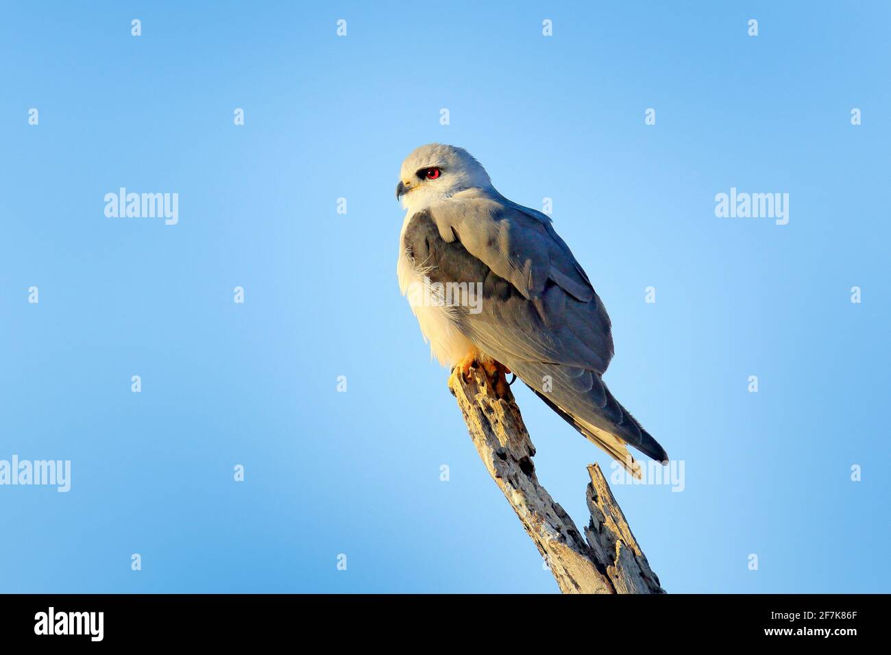 Schwarzflügeldrachen, Elanus caeruleus, Greifvögel, die mit blauem Himmel auf dem Ast sitzen. Wildlife-Szene aus afrikanischer Natur. Rotaugen-Drachen im Lebensraum, C Stockfoto