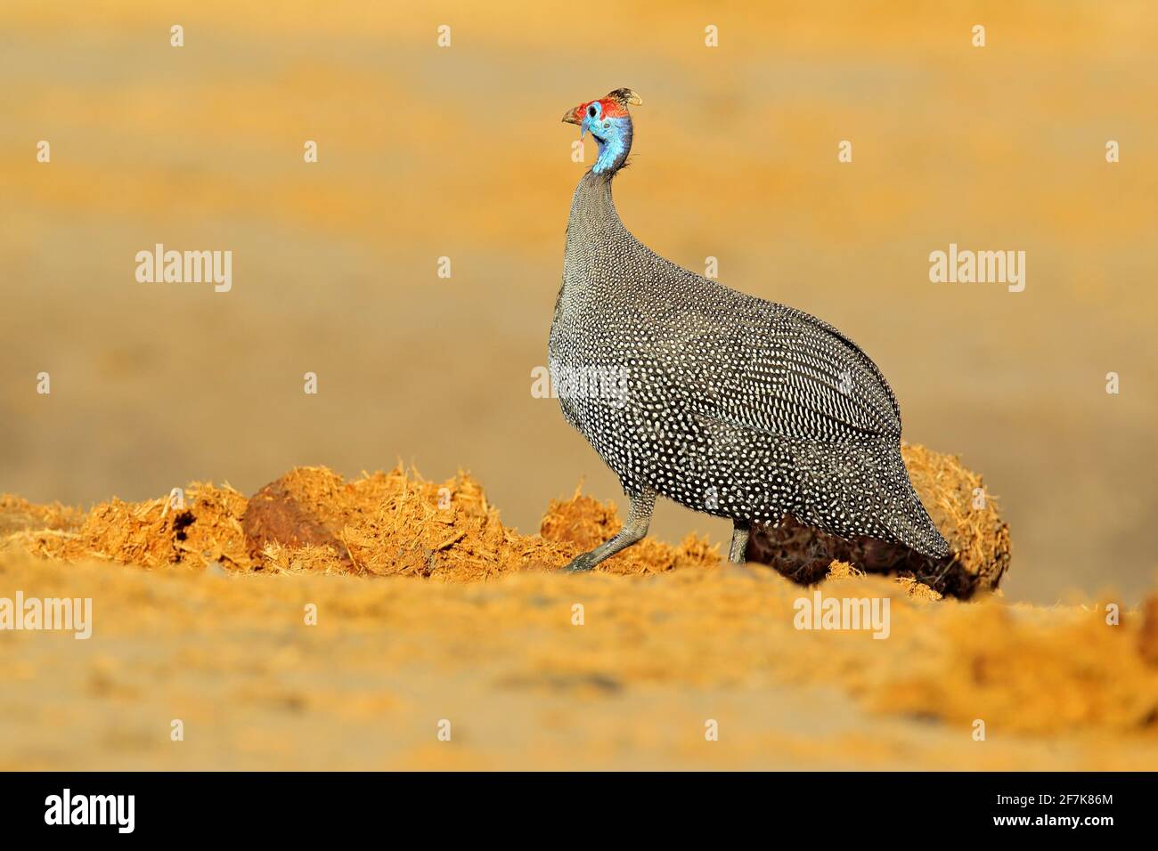 Behelmte Guineafowl, Numida meleagris, Vogel auf Schotterstraße. Wildtierszene aus afrikanischer Natur, Chobe NP, Botswana Stockfoto