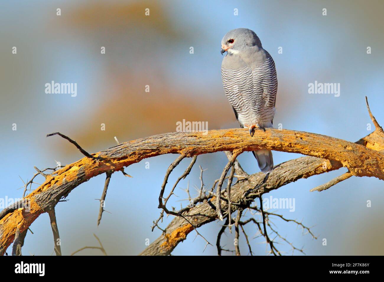 Echsenbussard, Kaupifalco monogrammicus, Greifvögel, die am Ast mit blauem Himmel sitzen. Wildlife-Szene aus afrikanischer Natur. Roter Auge Drachen in Gewohnheit Stockfoto