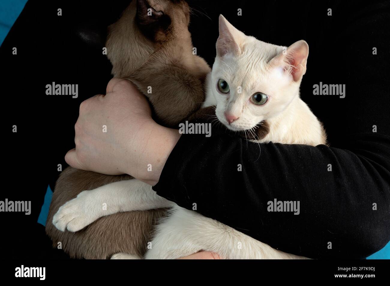Zwei junge, reinrassige tonkinese-Katzen aus Rehkitz und Robbe mink Farben  in weiblichen Händen auf dem dunkelschwarzen Hintergrund Stockfotografie -  Alamy