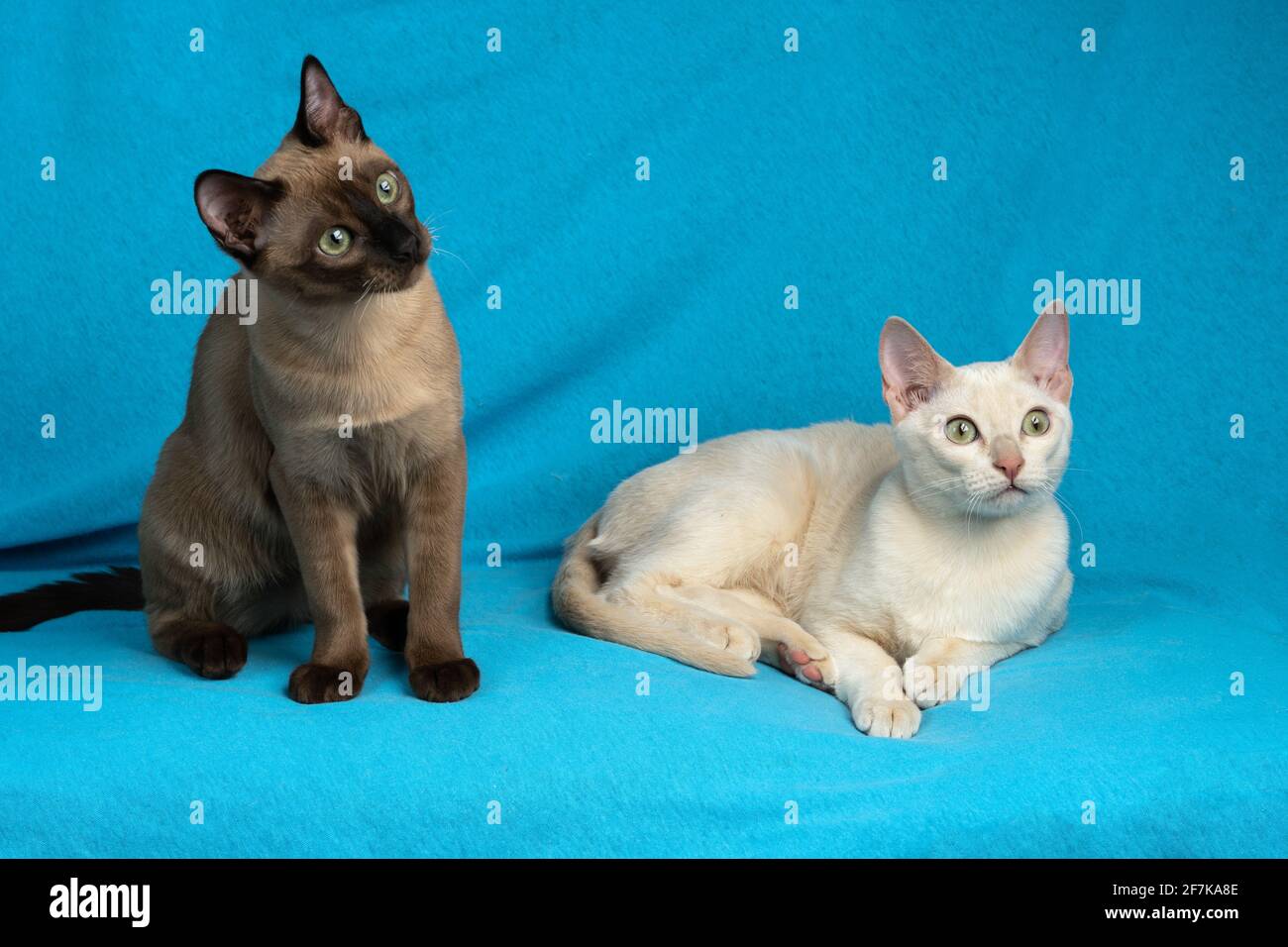 Zwei junge, reinrassige tonkinese-Katzen aus Rehkitz und Robbe mink Farben  sitzen auf dem blauen Stoffhintergrund Stockfotografie - Alamy