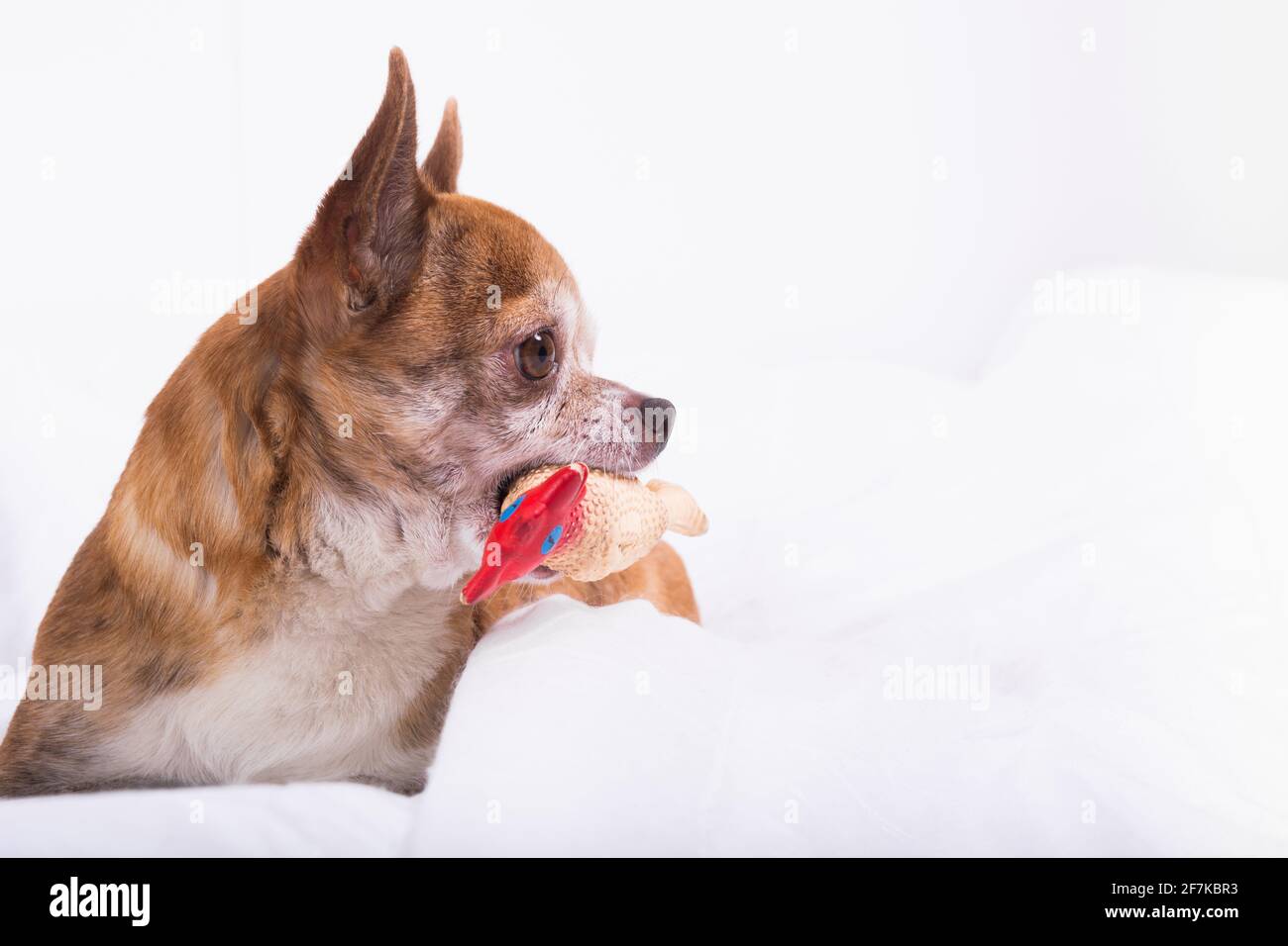 Niedlicher kleiner brauner chihuahua-Profilhund mit seinem Spielzeug Auf weißem Bett liegend Stockfoto