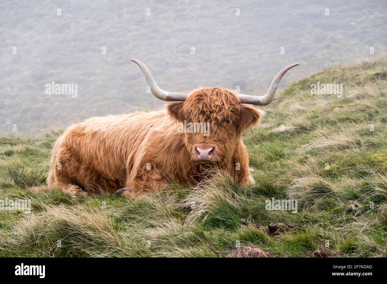 Eine im Gras sitzende Hochlandkuh Stockfoto