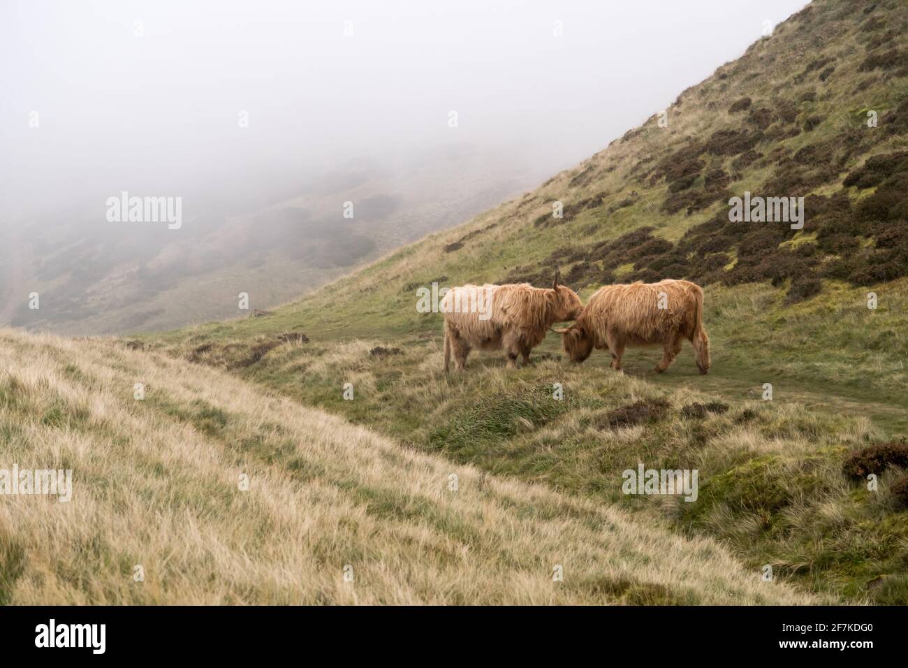 Highland Kühe lecken sich gegenseitig in einem Austausch von Zuneigung Stockfoto