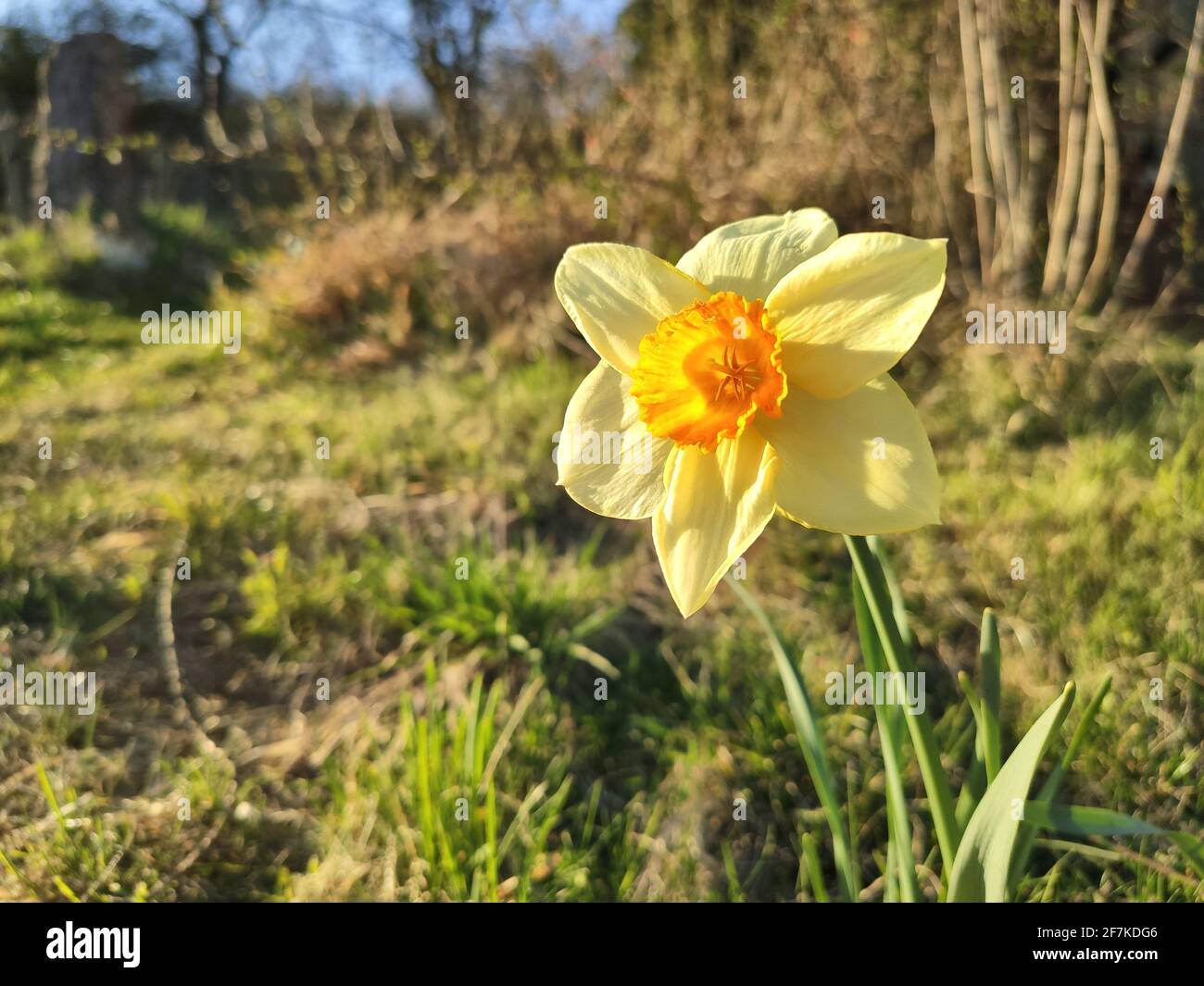 Gelbe Narzisse Narcissus jonquilla Blume wächst im Garten. Frühlingsblume. Stockfoto