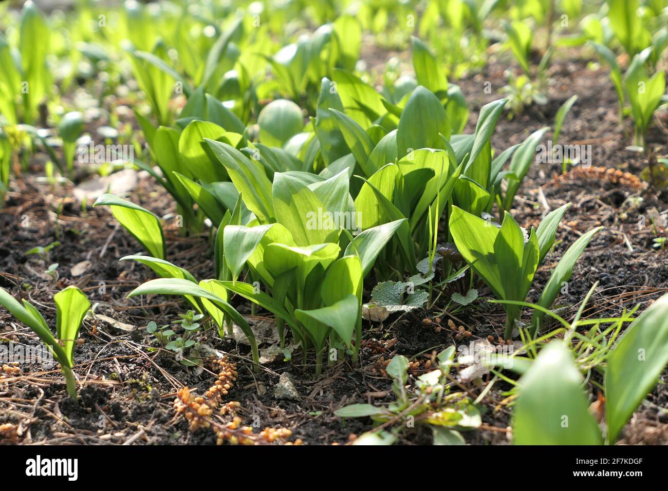 Bärlauch-Pflanzen Allium ursinum wild unter Bäumen wachsen Schatten. Bärlauch, Wildkauz, Ramsons, Buckrams, breitblättriger Knoblauch, Lauchbär. Stockfoto
