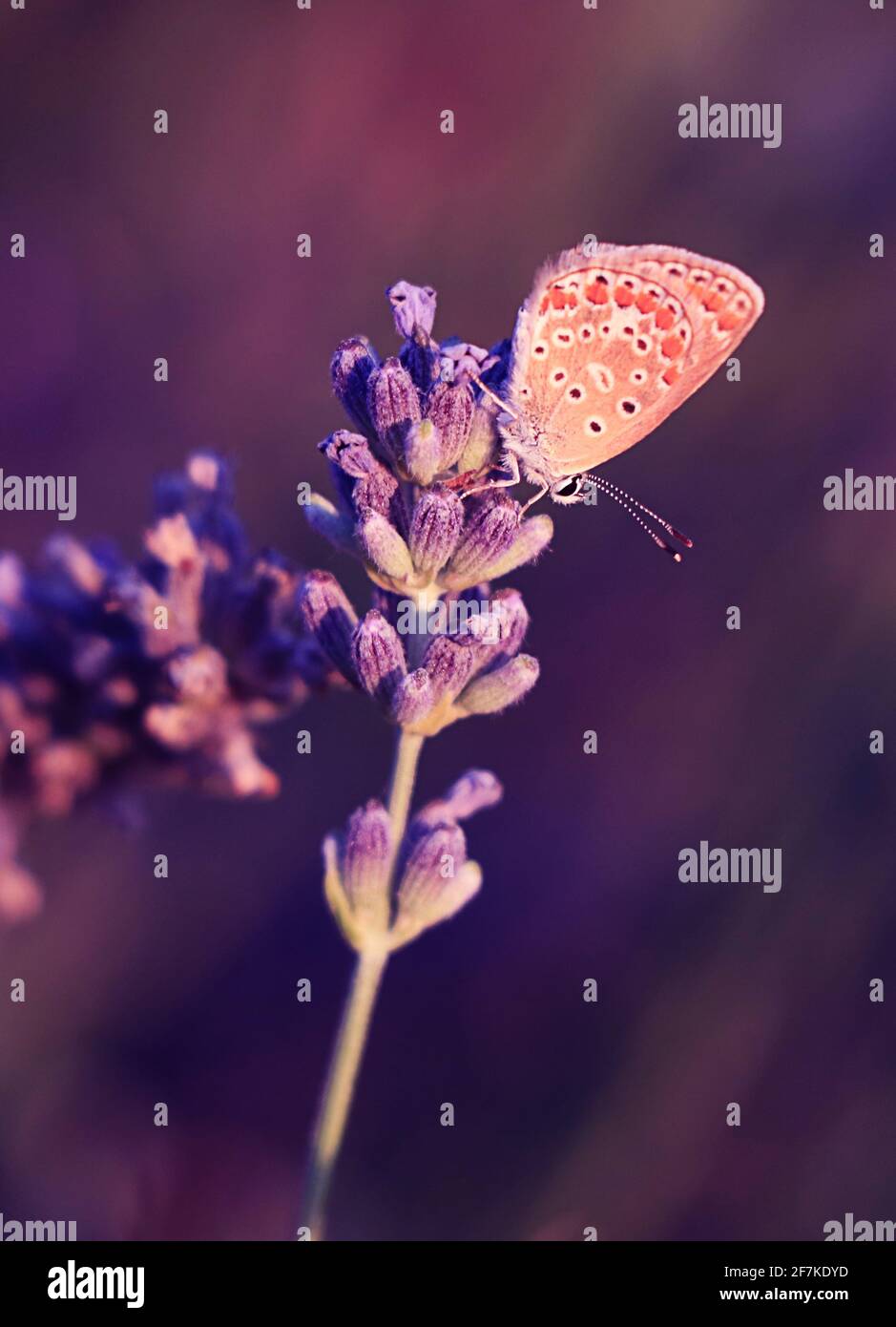 Eine Lavendelblüte und ein Schmetterling sind am Nachmittag oben Stockfoto