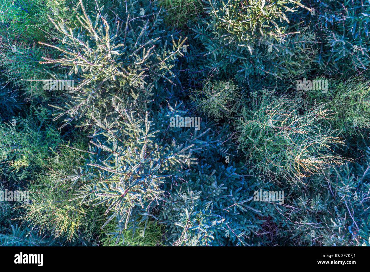 Sitka Fichte Tree Forest, Portmagee, County Kerry, Irland Stockfoto
