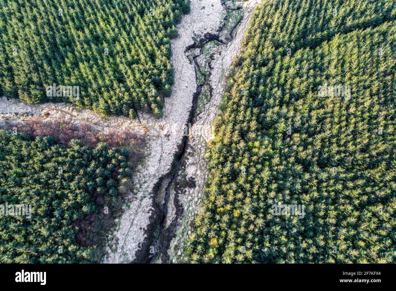 Sitka Fichte Tree Forest, Portmagee, County Kerry, Irland Stockfoto