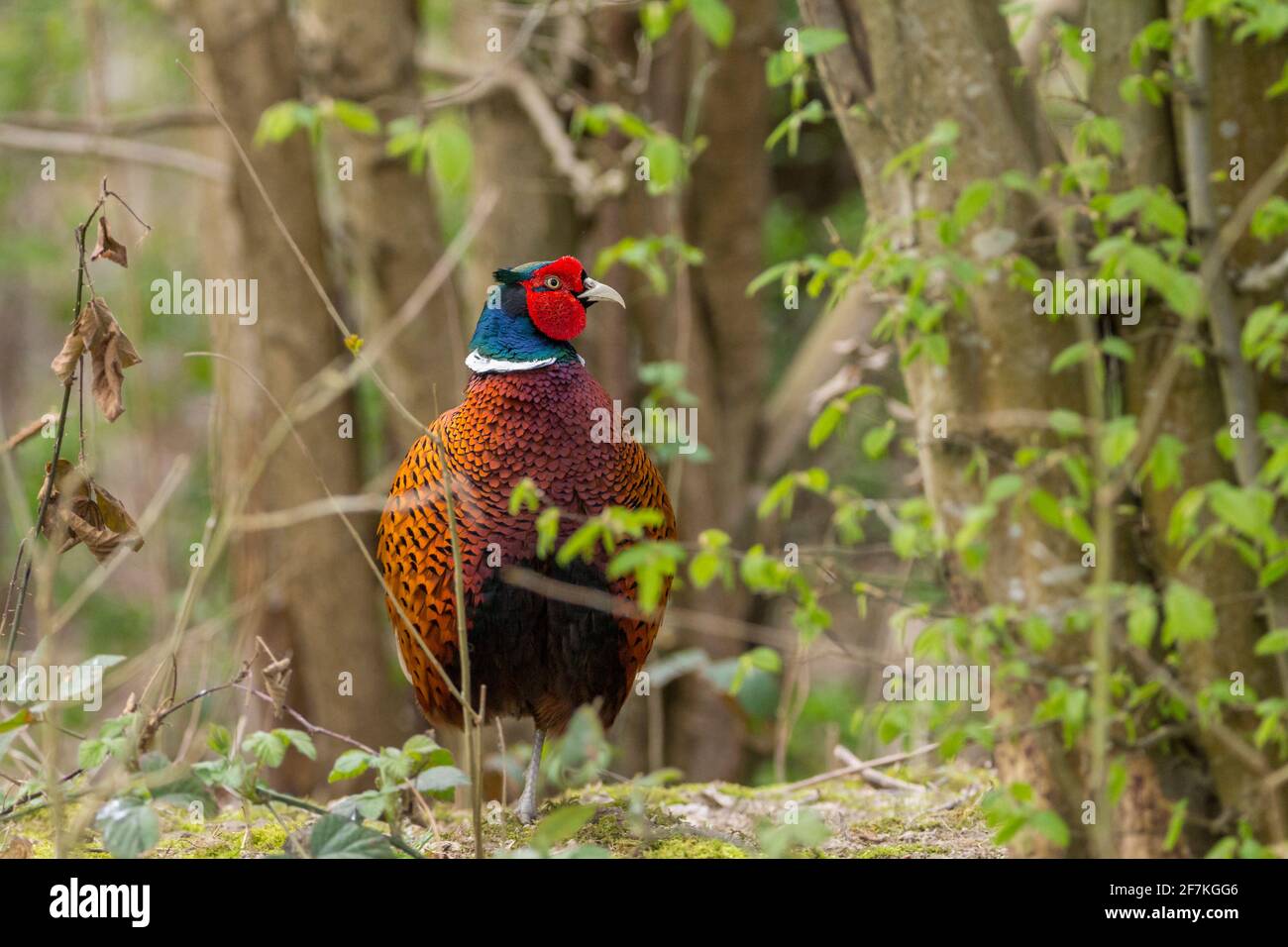 Fasane männlich Phasianus colchicus rot wattle grün blau schimmern auf Kopf und Hals weiß Kragen Kupfer orange braun Gefieder und Langer orangefarbener Schwanz Stockfoto