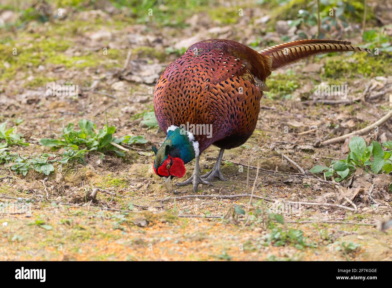 Fasane männlich Phasianus colchicus rot wattle grün blau schimmern auf Kopf und Hals weiß Kragen Kupfer orange braun Gefieder und Langer orangefarbener Schwanz Stockfoto