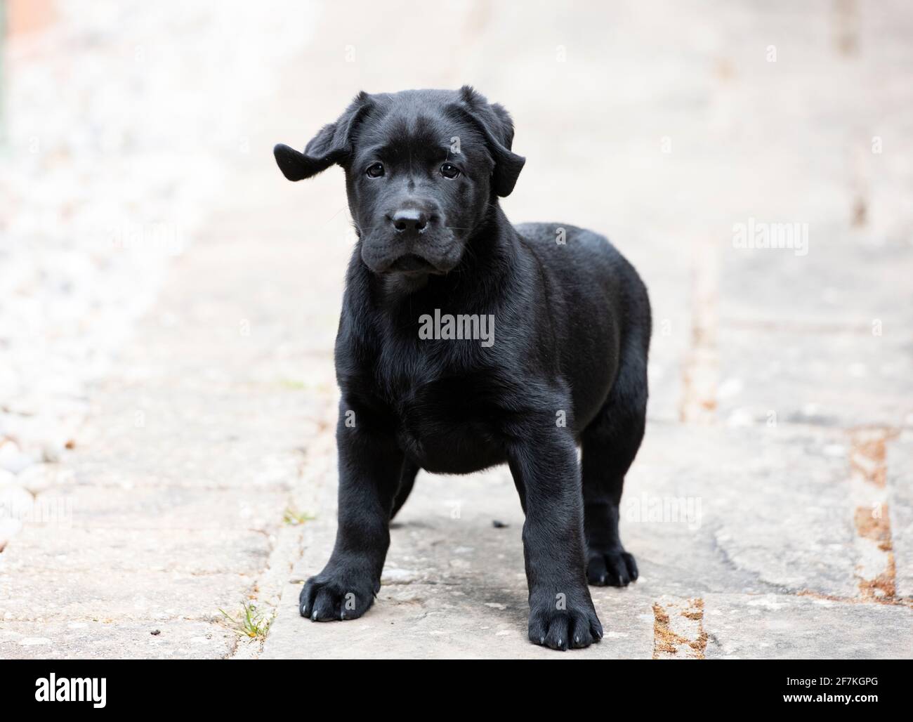 Acht Wochen Alter Schwarzer Labrador-Welpe Stockfoto