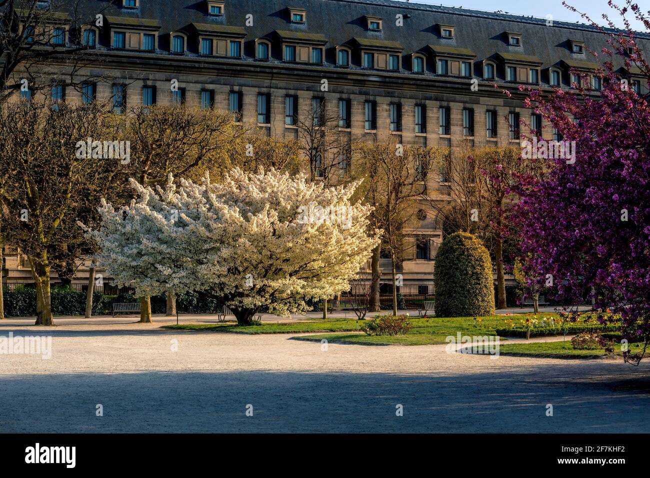 Paris, Frankreich - 4. April 2021: Schöner blühender weißer Kirschblütenbaum im Jardin des plantes in Paris am sonnigen Frühlingstag Stockfoto