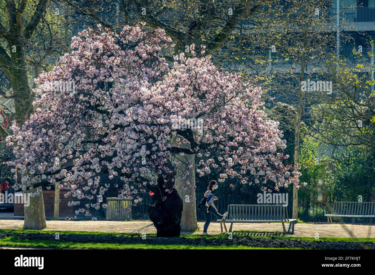 Paris, Frankreich - 31. März 2021: Schöner blühender weißer Kirschblütenbaum im Jardin des plantes in Paris am sonnigen Frühlingstag Stockfoto