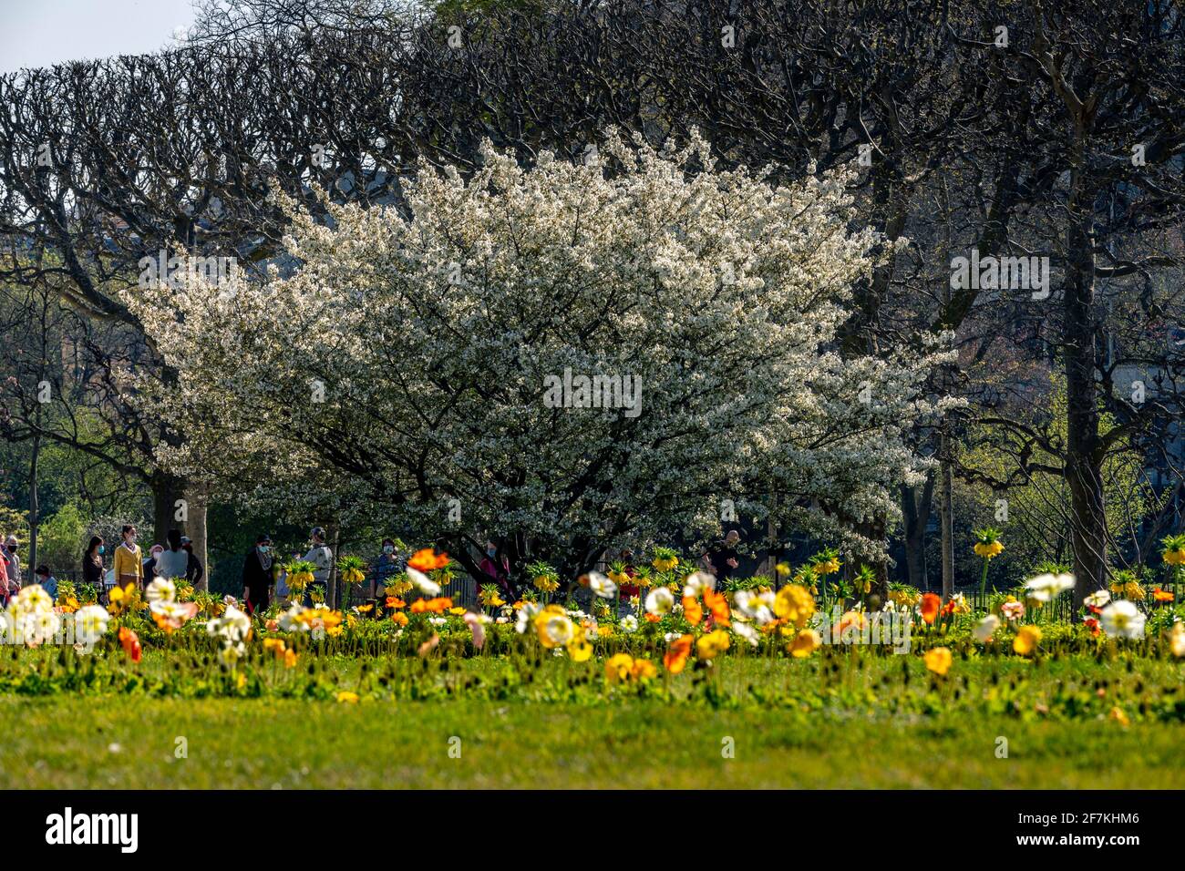 Paris, Frankreich - 31. März 2021: Schöner blühender weißer Kirschblütenbaum im Jardin des plantes in Paris am sonnigen Frühlingstag Stockfoto