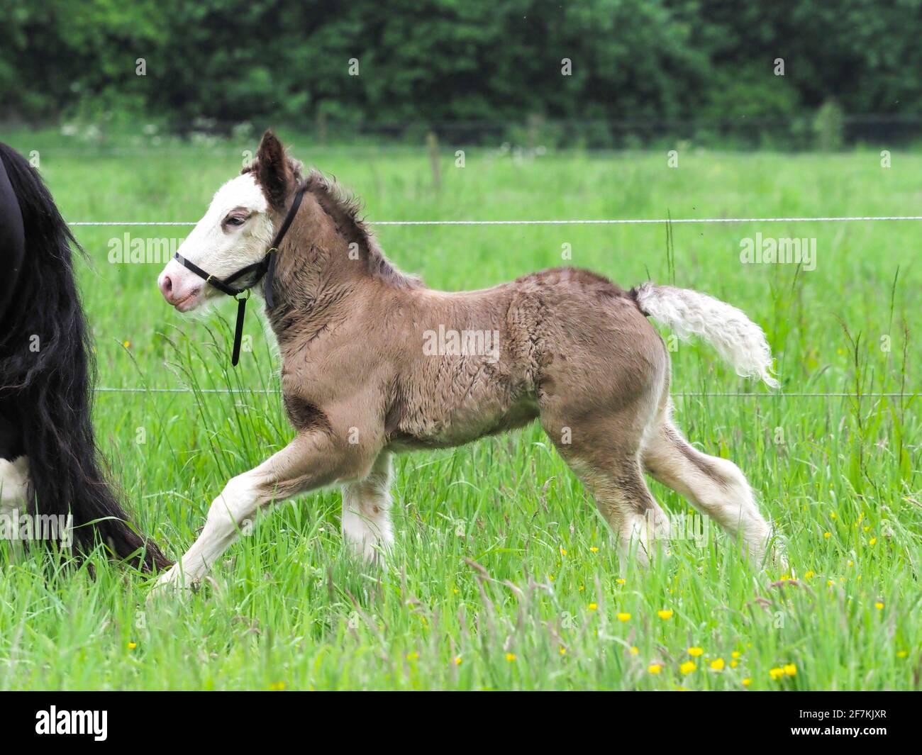 Ein junges Kob-Fohlen trabt sich durch ein Sommer-Paddock frei. Stockfoto