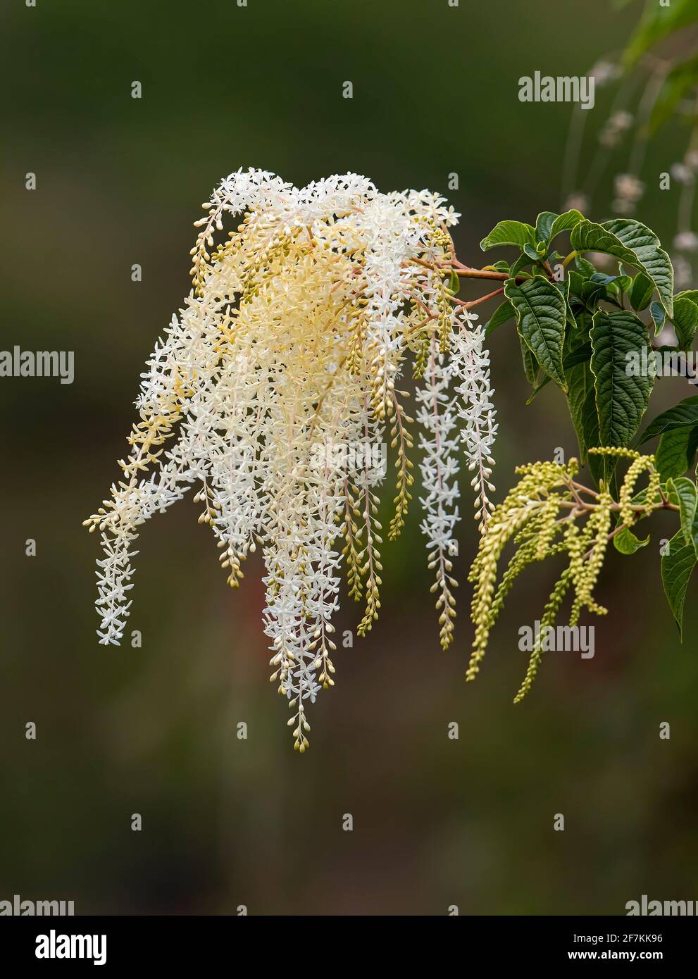 Der Schleier der Braut blüht in einem tropischen Garten in Costa Rica Stockfoto