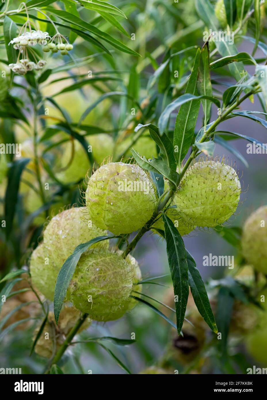 Schwanenpflanze (Gomphocarpus physocarpus) Auch bekannt als Balloonpflanze ist ein Unterstrauch mehrjährige Kraut befindet In Costa Rica Stockfoto