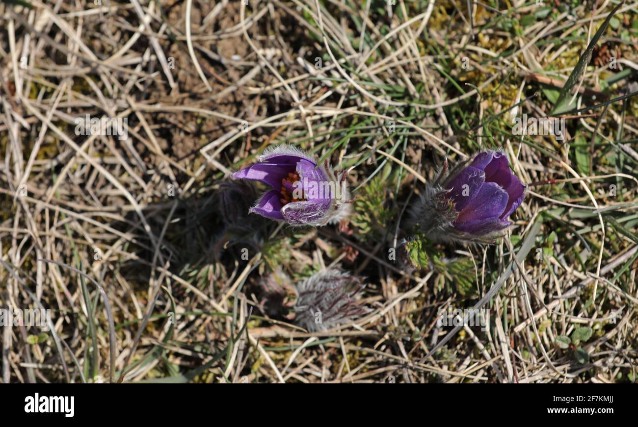 Blühende Pasque-Blume Pulsatilla vulgaris Stockfoto