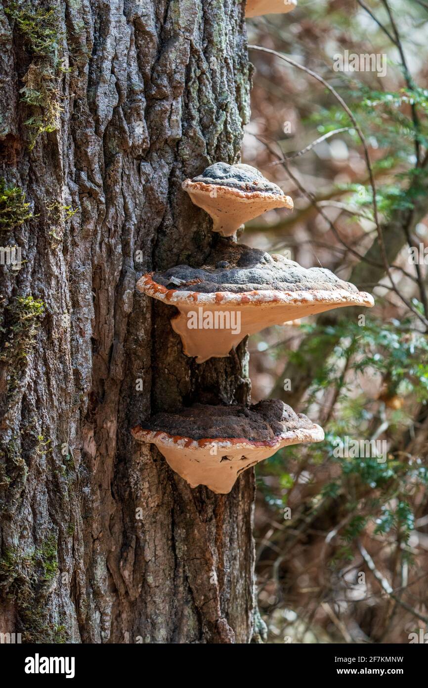 Ein typisches Beispiel für Alder Bracket Pilze, die auf einem toten oder sterbenden Baum wachsen. Aus einem borealen Wald in Door County Wisconsin. Stockfoto