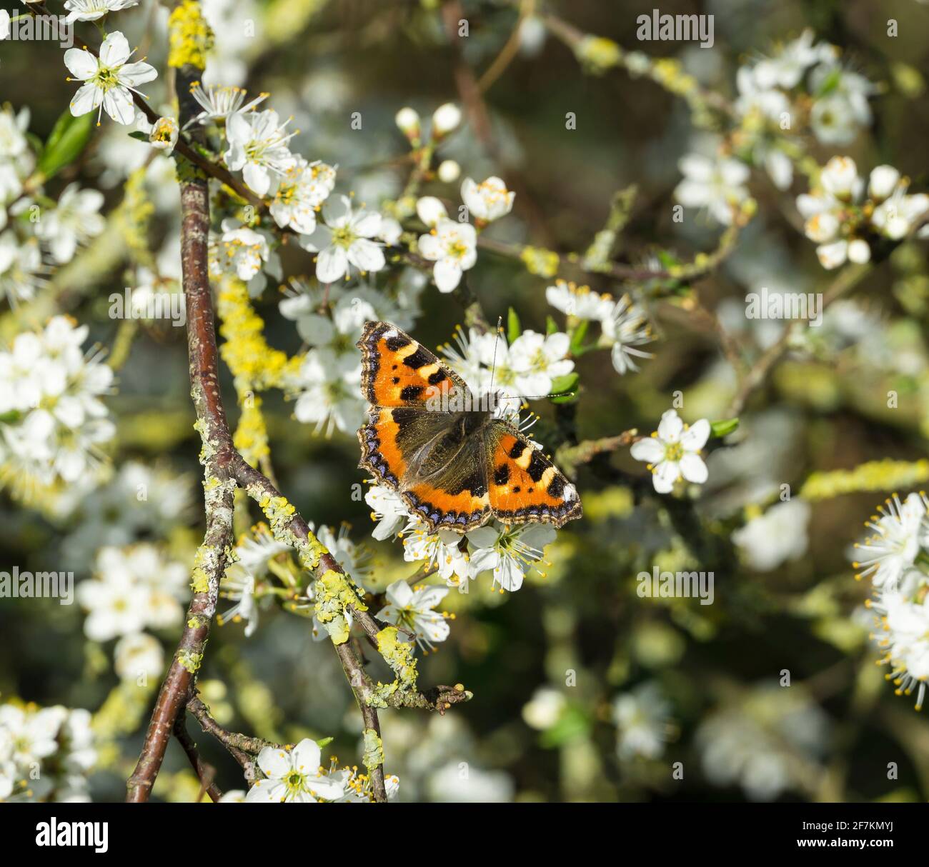 Kleiner Schildpatt-Schmetterling am Mai blüht Stockfoto