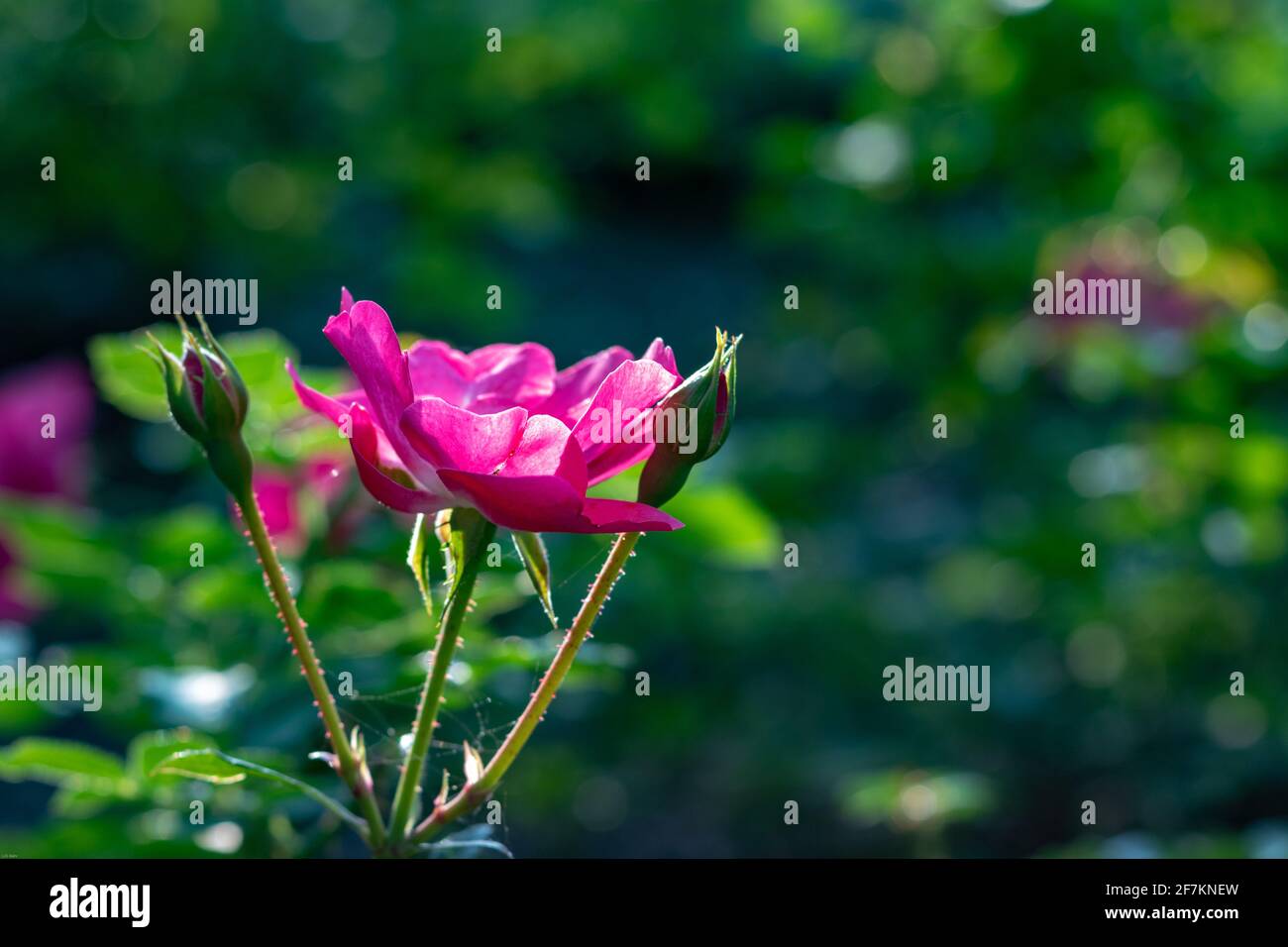 Rosa Rosenblüte vor grünem verschwommenem Hintergrund im Sommer in Deutschland Stockfoto
