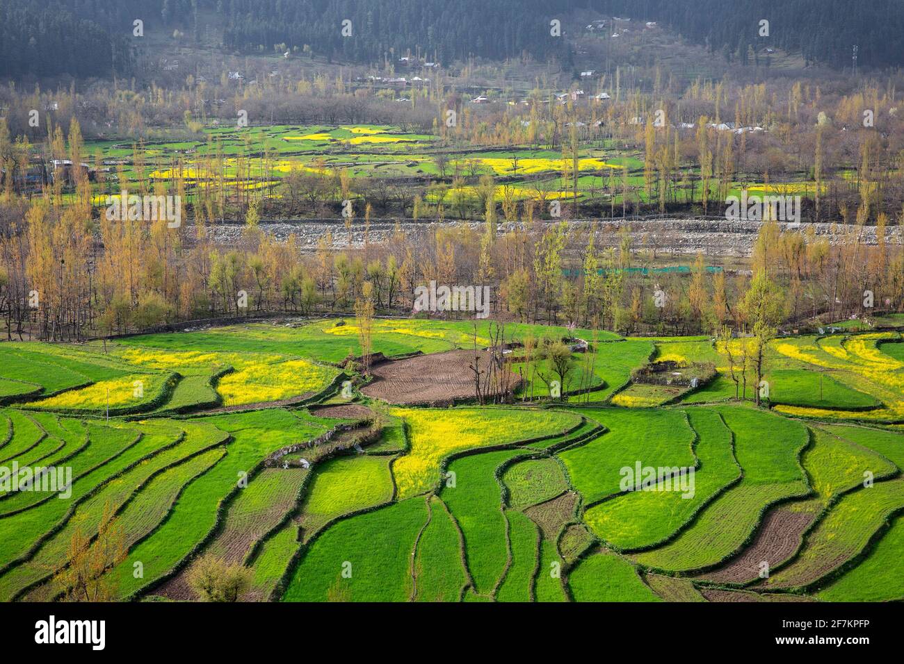 Srinagar. April 2021. Das am 8. April 2021 aufgenommene Foto zeigt blühende Senffelder in einem Dorf des Anantnag-Distrikts in der Stadt Srinagar, der Sommerhauptstadt des von Indien kontrollierten Kaschmir. Quelle: Javed Dar/Xinhua/Alamy Live News Stockfoto