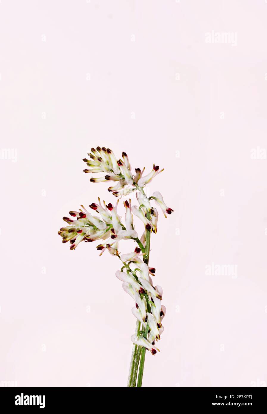 Weiße Blüten der gewöhnlichen Begasung - fumaria officinalis - vor rosa Hintergrund, spontane Blume im Frühling Stockfoto