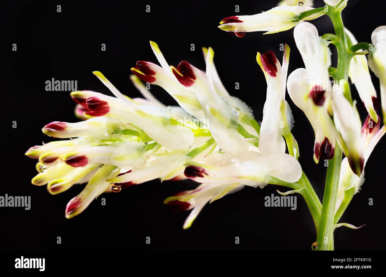 Weiße Blüten der gewöhnlichen Begasung - fumaria officinalis - vor dunklem Hintergrund, spontane Blüte im Frühling Stockfoto